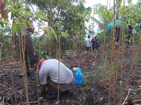 cenro cebu city|3,000 trees planted on first leg of Cebu City Cenro's .